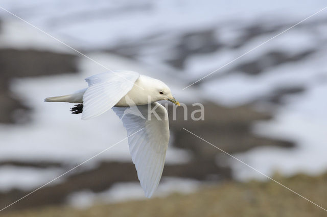 Ivory Gull (Pagophila eburnea)