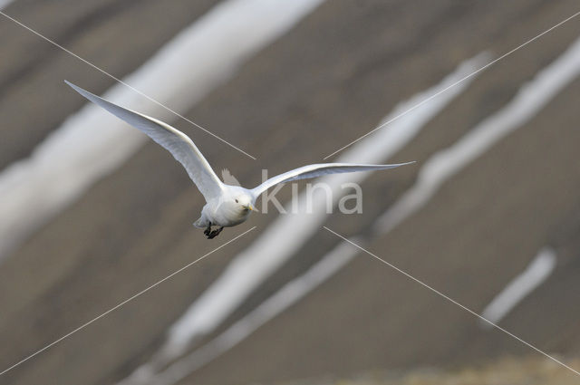 Ivory Gull (Pagophila eburnea)