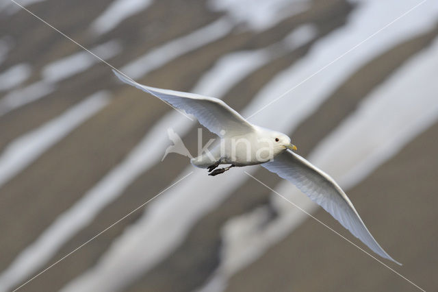 Ivory Gull (Pagophila eburnea)