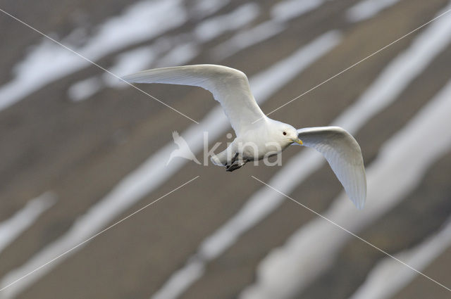 Ivory Gull (Pagophila eburnea)