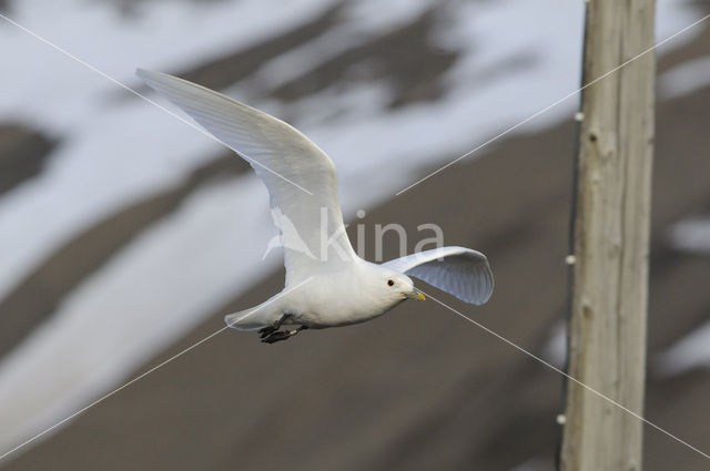 Ivory Gull (Pagophila eburnea)