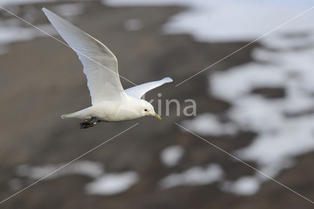 Ivory Gull (Pagophila eburnea)