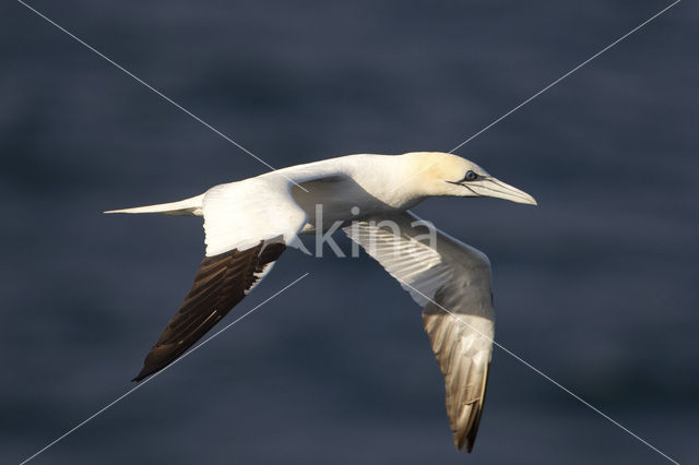Northern Gannet (Morus bassanus)