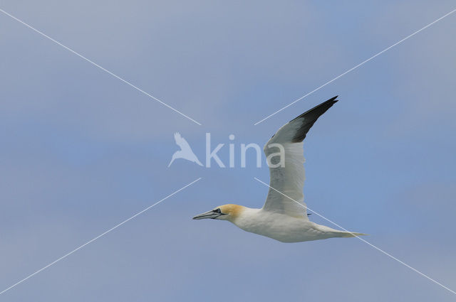 Northern Gannet (Morus bassanus)