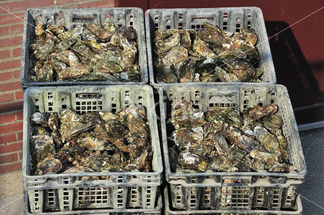 Japanese Oyster (Crassostrea gigas)