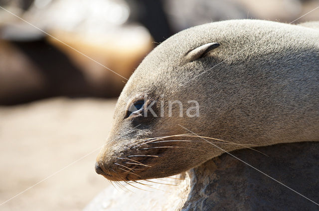 Cape Fur Seal