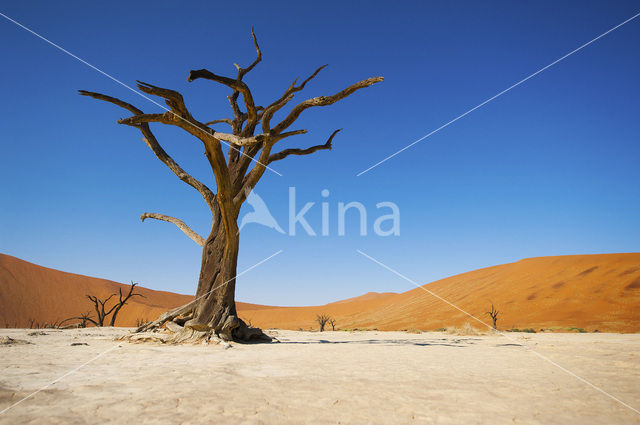 Kameeldoornboom (Acacia erioloba)