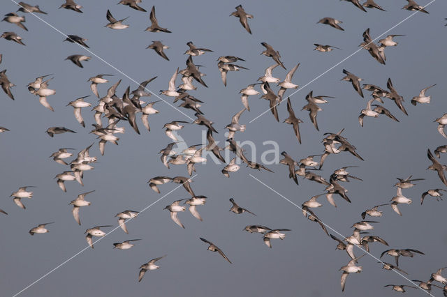 Red Knot (Calidris canutus)