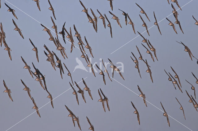 Kanoetstrandloper (Calidris canutus)