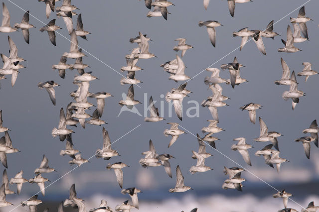 Kanoetstrandloper (Calidris canutus)