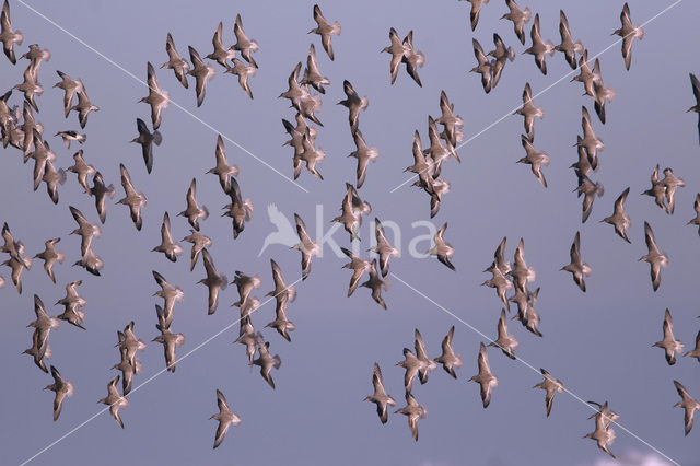 Kanoetstrandloper (Calidris canutus)