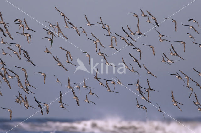 Kanoetstrandloper (Calidris canutus)