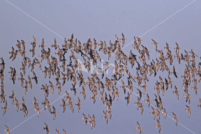 Red Knot (Calidris canutus)