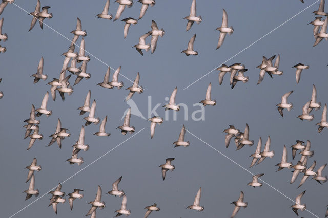 Kanoetstrandloper (Calidris canutus)