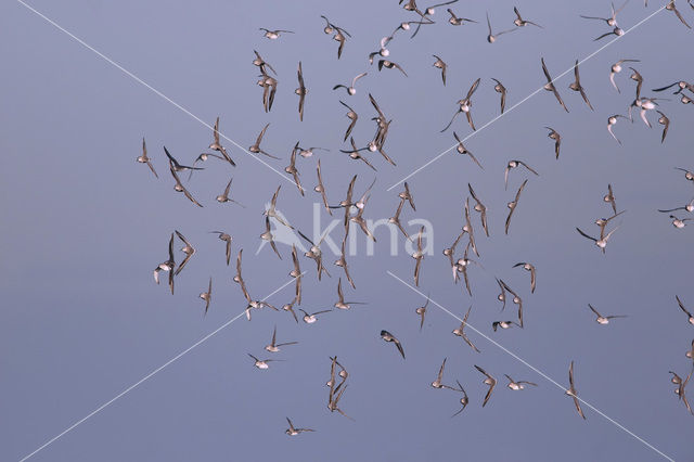 Red Knot (Calidris canutus)