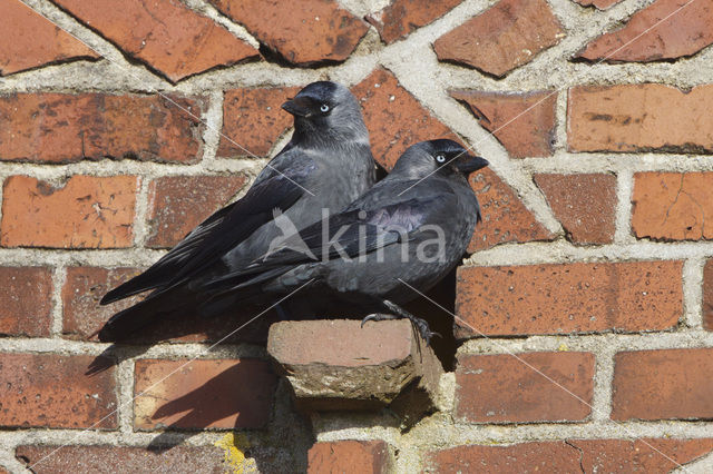 Kauw (Corvus monedula)