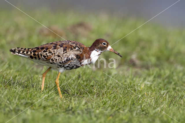 Kemphaan (Philomachus pugnax)