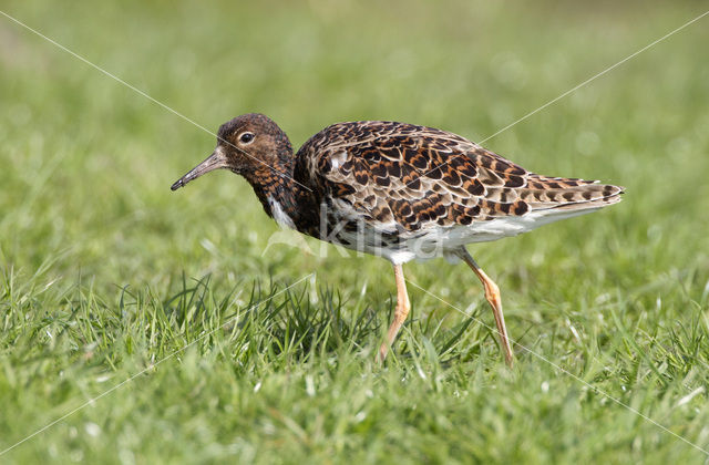 Ruff (Philomachus pugnax)