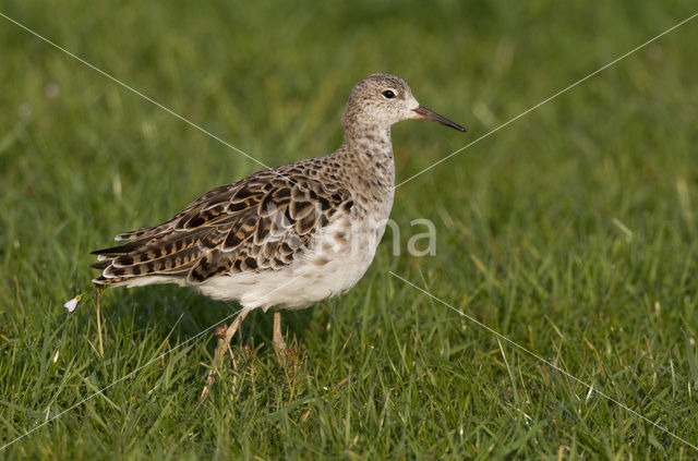 Kemphaan (Philomachus pugnax)