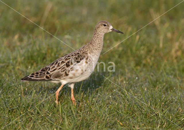 Kemphaan (Philomachus pugnax)