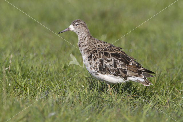 Kemphaan (Philomachus pugnax)