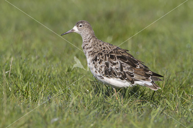 Kemphaan (Philomachus pugnax)