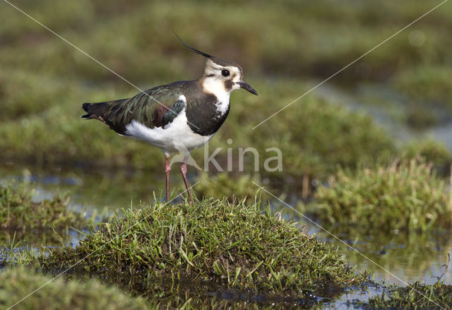 Lapwing (Vanellus vanellus)