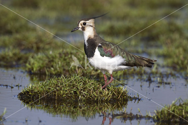 Lapwing (Vanellus vanellus)