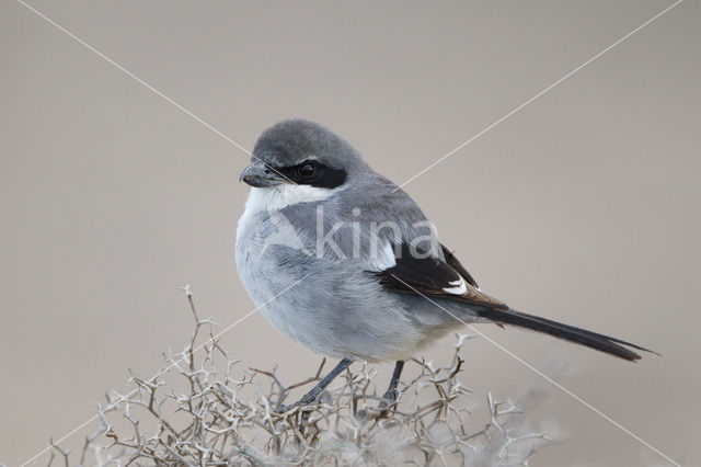 Klapekster (Lanius excubitor)