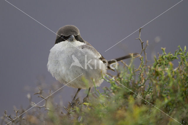 Great Grey Shrike (Lanius excubitor)