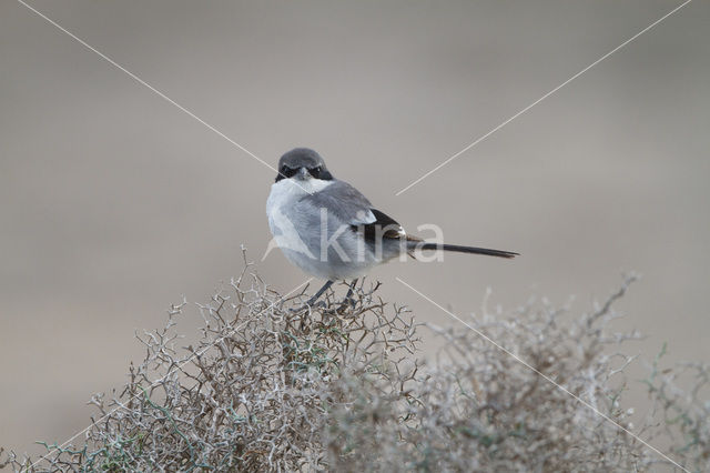 Klapekster (Lanius excubitor)