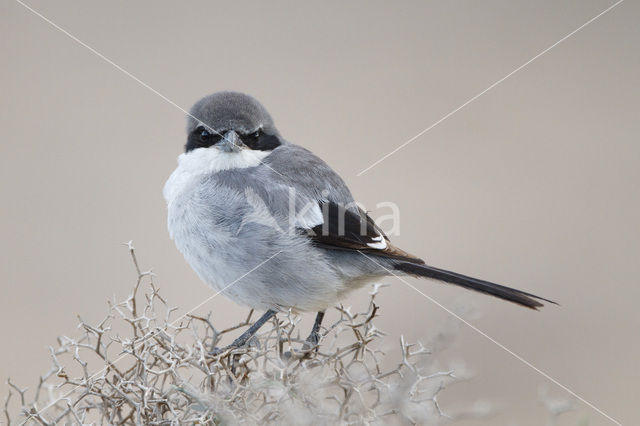 Great Grey Shrike (Lanius excubitor)