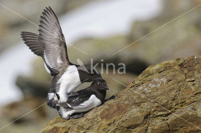 Little Auk (Alle alle)