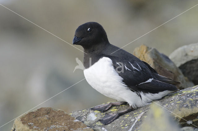 Little Auk (Alle alle)