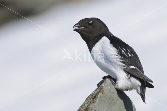 Little Auk (Alle alle)