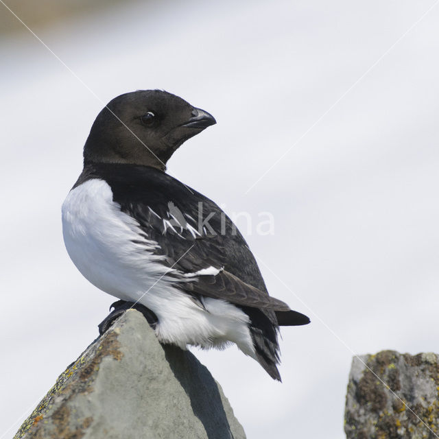 Little Auk (Alle alle)