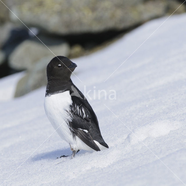 Little Auk (Alle alle)