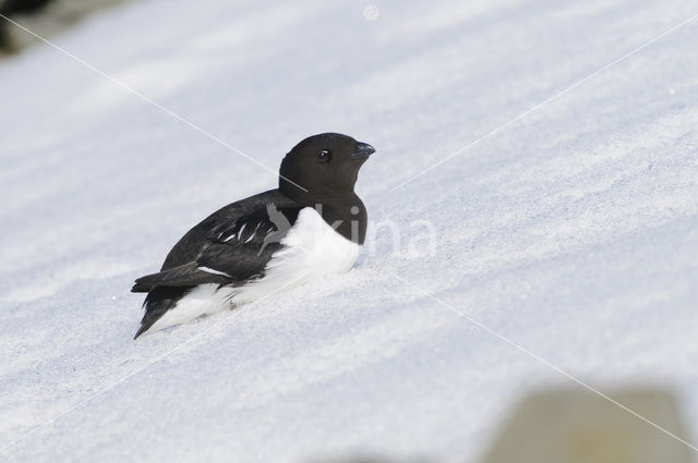 Little Auk (Alle alle)