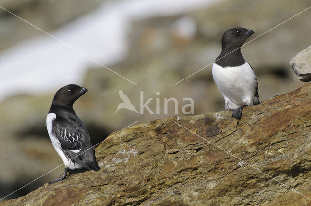 Little Auk (Alle alle)