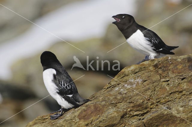 Little Auk (Alle alle)