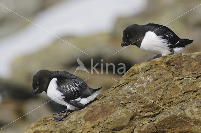 Little Auk (Alle alle)