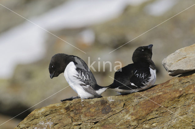 Little Auk (Alle alle)