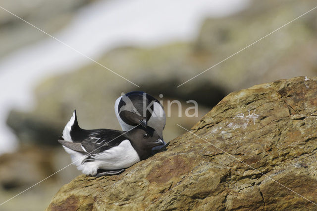 Little Auk (Alle alle)