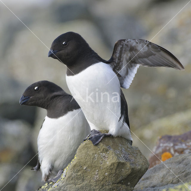 Little Auk (Alle alle)