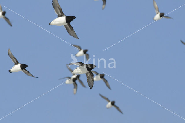 Little Auk (Alle alle)