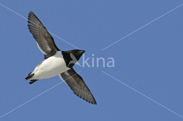 Little Auk (Alle alle)