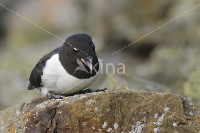 Little Auk (Alle alle)