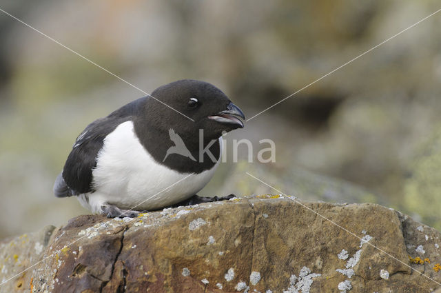 Little Auk (Alle alle)