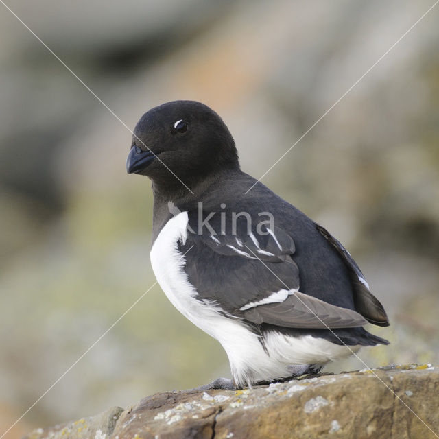 Little Auk (Alle alle)