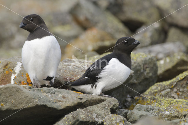 Little Auk (Alle alle)